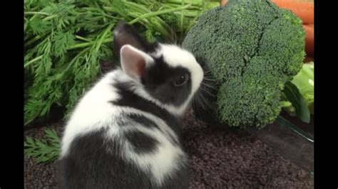 Verduras que pueden comer los conejos Tu Guía Completa para el