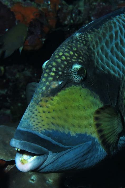 Photos Meet The Ocean Animals With The Wildest Teeth Oceana Usa