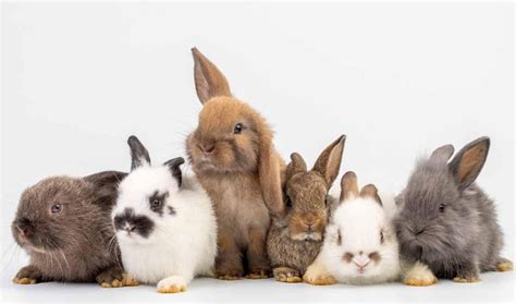 15 Ways That Rabbits Communicate With Each Other Usa Rabbit Breeders