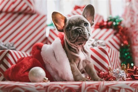 Cute Christmas Dog Wallpapers Top Free Cute Christmas Dog Backgrounds Wallpaperaccess