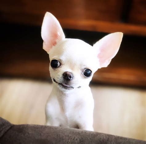 Chihuahua Chiwawa Dog Pets Lovers