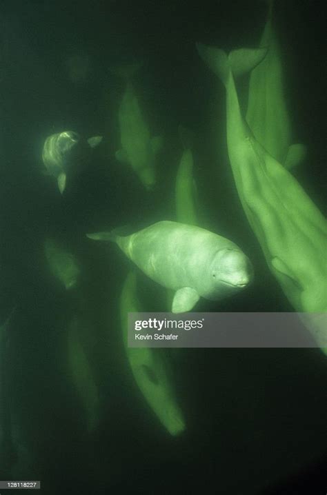 Beluga Whales Underwater Delphinapterus Leucas High Res Stock Photo