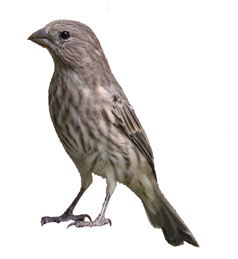 Female House Finch Bird
