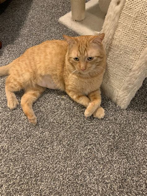 Griff the Cat — Purrfect Match Cat Rescue