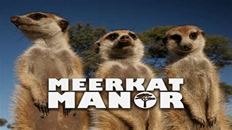 Meerkat Manor Tv Series 2005 2008 — The Movie Database Tmdb
