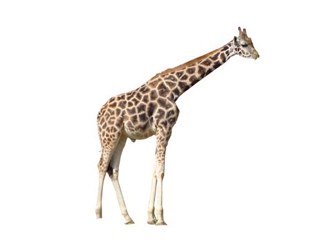 Giraffe Clip Art Giraffe Png Png Download 30722304 Free