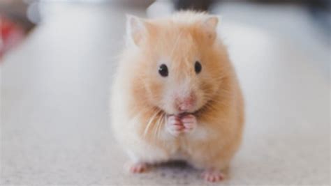 All About Your Hamster