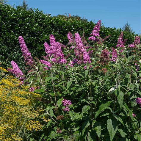 Pink Delight Butterfly Bushes For Sale