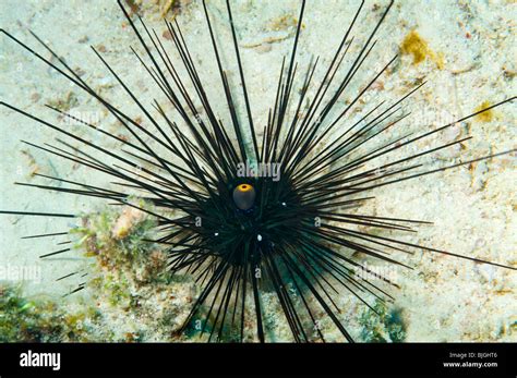 Black Sea Urchin Fotografías E Imágenes De Alta Resolución Alamy