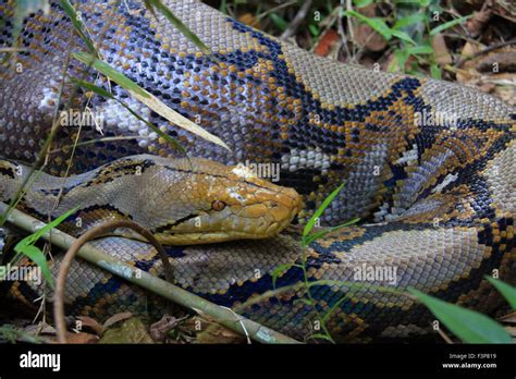 Reticulated Python Python Reticulatus In Thailand Stock Photo