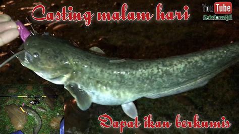 Ultralight Fishing Casting Gabus Malam Hari Dapat Bonus Ikan Berkumis