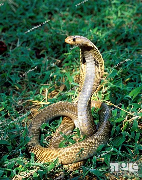 Reptiles Cobra Indian Cobra Naag Venomous Snake Naja Naja Tamil