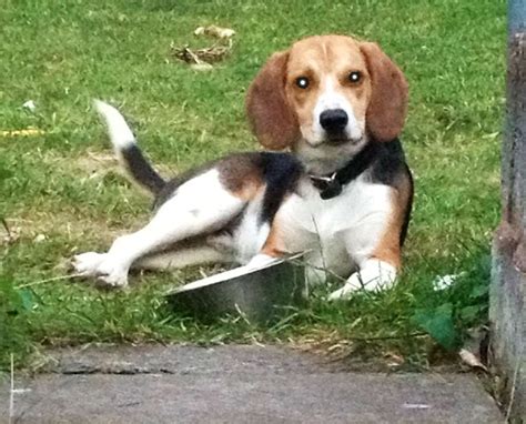 Help My Beagle Keeps Biting Me Our Beagle World Forums