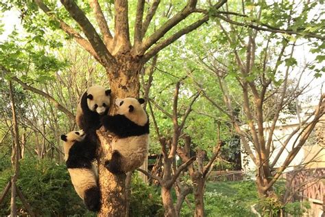 Private Tour Of Chengdu Panda Center And Leshan Giant Buddha Triphobo