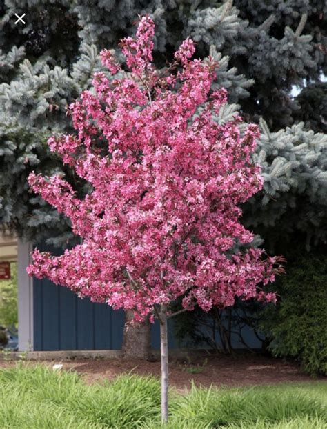 Adams Crabapple Tree Ornamental Trees Landscaping Small Ornamental