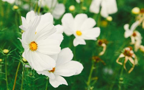 Wallpaper Cosmos Flower White Field Blur Hd Widescreen High