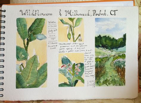 Roxanne Steeds Painting A Day Nature Sketchbook Journaling Class Ct