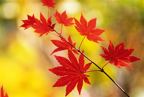 Beautiful Nature Pictures Beautiful Crimson Autumn Leaves