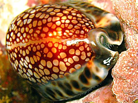 Reticulated Cowry Cypraea Maculifera Sea Shells Sea Shell Decor