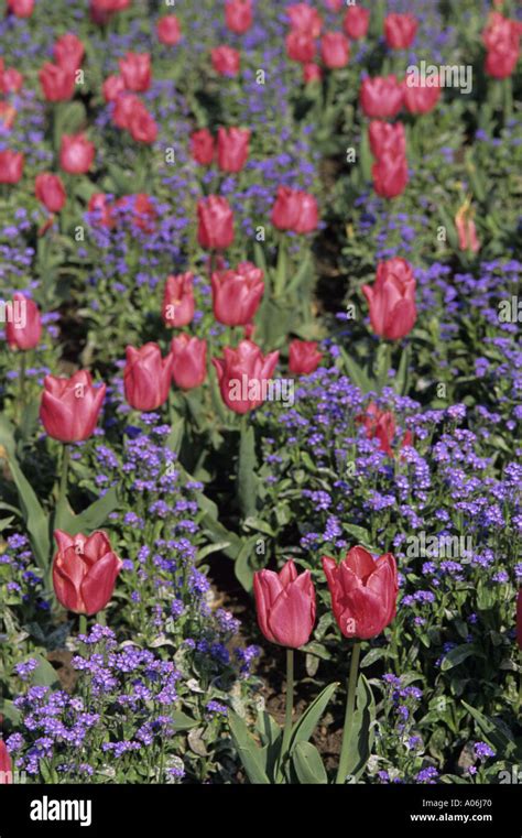 Pink Tulips Forget Me Nots Stock Photo Alamy