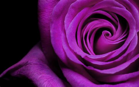 Purple Flowers Wallpaper 2560x1600 38143