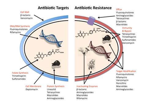 Novel Antibiotic For Resistant Bacteria Gets A €22m Push