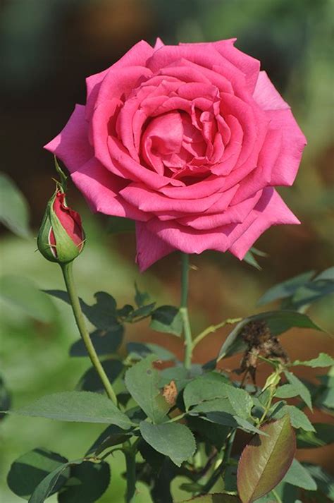 Gulab Ka Phool Hd Wallpaper Check Out Gulab Ka Phool Hd Rose Flower