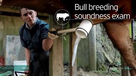 Reproductive Bulls Bull Breeding Soundness Exam 222 Youtube