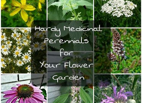 Perennial Medicinal Herbs For Your Garden Medicinal Herbs Herbs