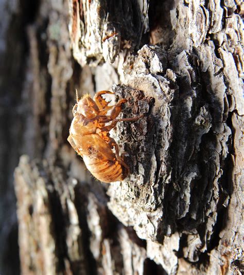 These cicadas are not the usual green ones that show up in some parts of the country every year. Cicada Shell | In the summer, the cicada nymphs emerge ...