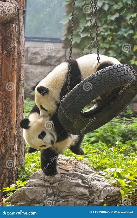 Panda Bear Cubs China Travel Beijing Zoo Stock Image Image Of Play