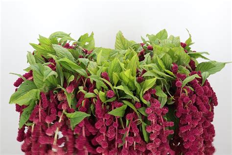 Amaranthus Hanging Caudatus Rosary Red Eur Wafex