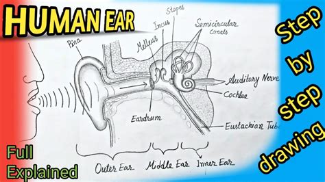 How To Draw Human Ear Diagram With Labelling Ear Humanear Youtube
