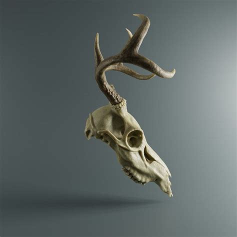 3d Deer Skull Turbosquid 1340885 Deer Skull Art Deer Skull Drawing