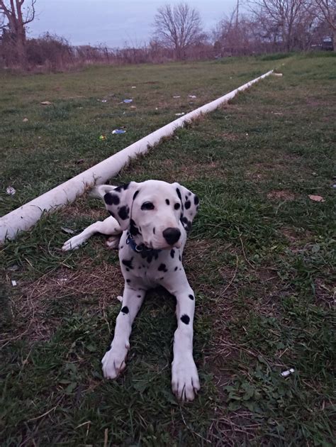 See puppy pictures, health information and reviews. Dalmatian Puppies For Sale | Whitney, TX #325961 | Petzlover