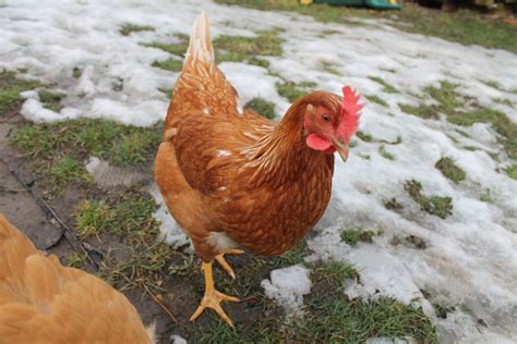 7 Amazing Facts About Red Sex Link Chickens Poultry Feed Formulation