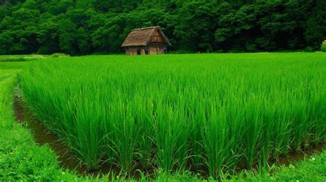 Beautiful Green Rice Field Wallpaper Colorful Wallpaper Better