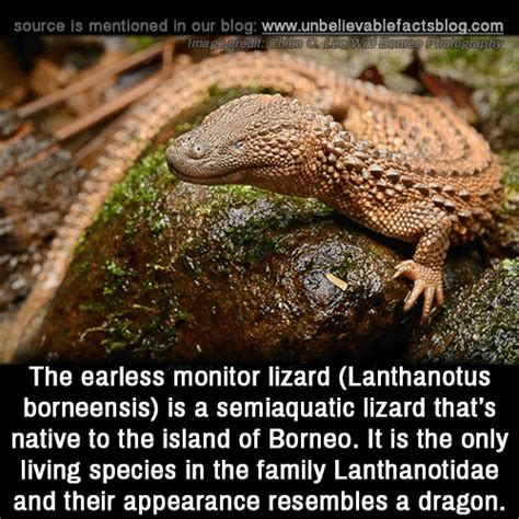 The Earless Monitor Lizard Lanthanotus Borneensis Is A Semiaquatic