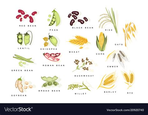 Cereal Plants With Names Set Royalty Free Vector Image