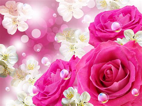 Beautiful Natural Rose Flowers Images Hd Best Flower Site