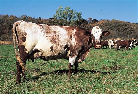 Milking Shorthorn Breed Of Cattle Britannica