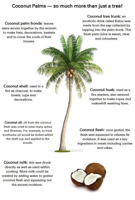How To Tell The Difference Between A Palm Tree And A Coconut Tree