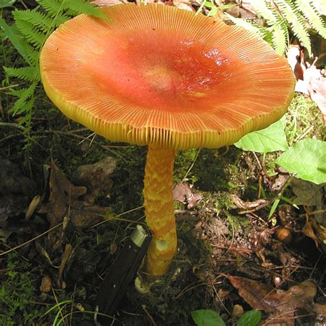 Mushrooms Of Fort Valley Virginia June 2010