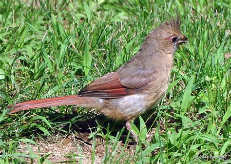 Dsc0274 Juvenile ~ Northern Cardinal ~ Cardinalis Cardina Flickr