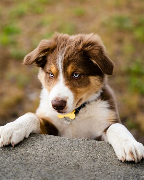 Guide To Energetic Border Collie Aussie Shepherd Mix