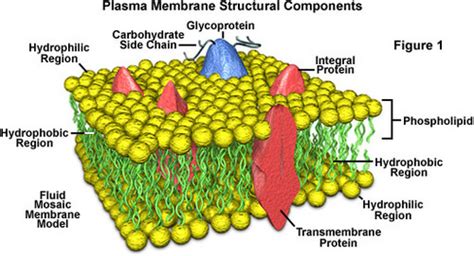 What Characteristic Makes A Cell Membrane Selectively Permeable Socratic