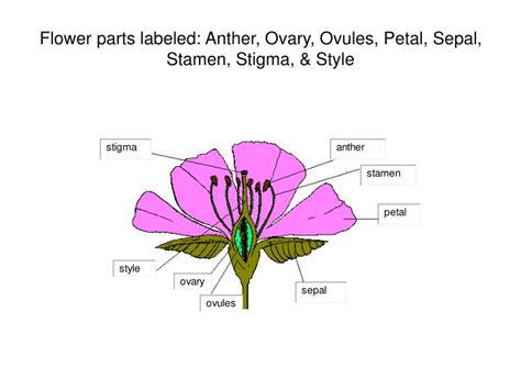 Ppt Flower Parts Labeled Anther Ovary Ovules Petal Sepal Stamen