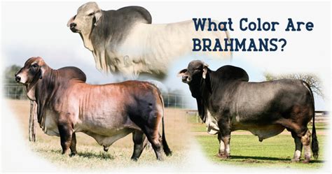 What Color Are Brahmans Br Cutrer Inc