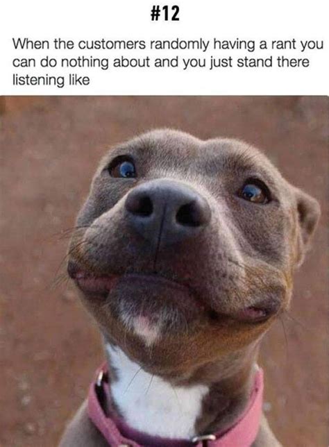 40 Random Memes For Today 851 Funnyfoto Cute Animals Pitbull
