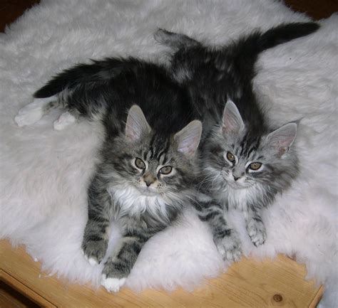 maine coon cats pets cute  docile